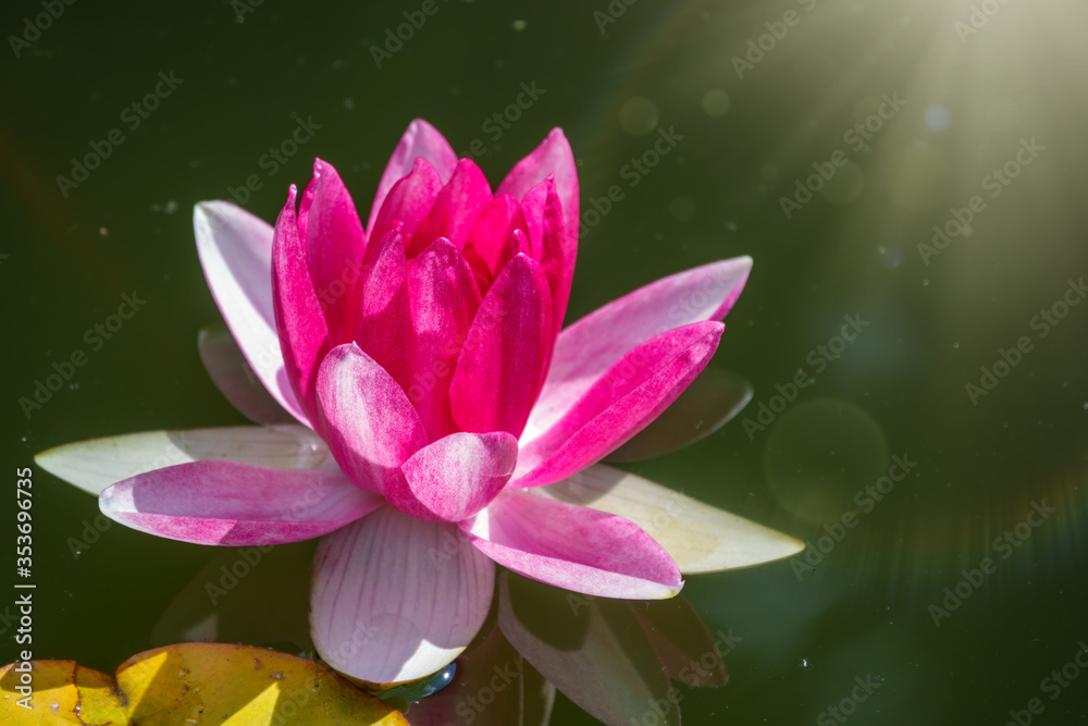 Pink water lily flower, Nymphaea lotus, Nymphaea sp. hort., on a dark water background. Pink water lily flower, Nymphaea lotus, Nymphaea sp. hort., on a dark water background.