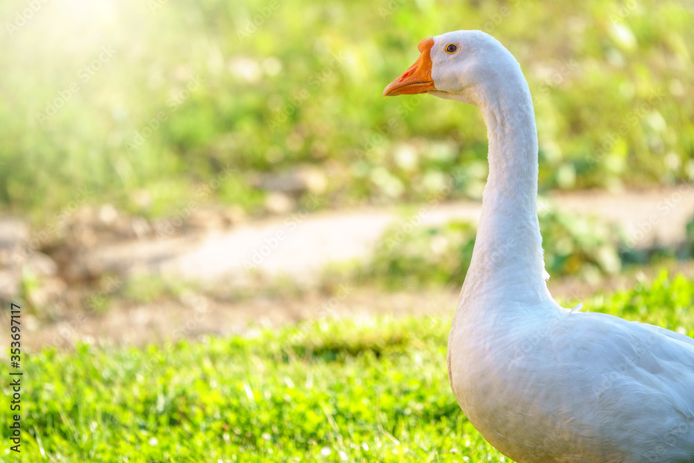 Portrait of Domesticated grey goose, greylag goose or white goose on bright green blured background Portrait of Domesticated grey goose, greylag goose or white goose on bright green blured background