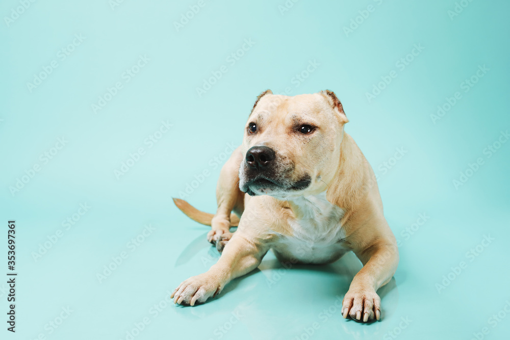American staffordshire terrier in studio isolated on blue background with copy space.