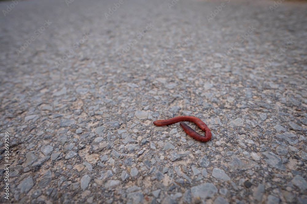 Earthworm close-up