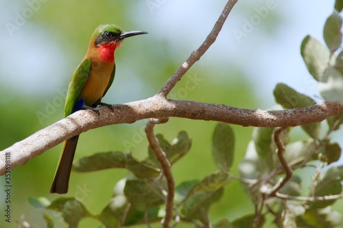 Red-throated Bee-eater in the Gambia photo