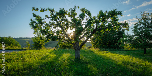 Apple tree on green meadow in back lit of sun