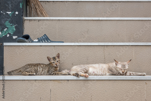 two streetcats taking a rest at the island of Koh Samet photo