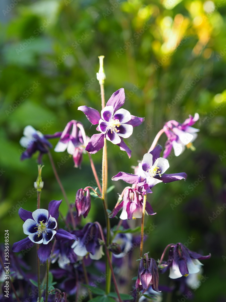 Spring plant medical background.Aquilegia flowers, in everyday life called catchment or Orlik, bloom in the garden. Used in medicine. Spring plant medical background.Aquilegia flowers, in everyday life called catchment or Orlik, bloom in the garden. Used in medicine.