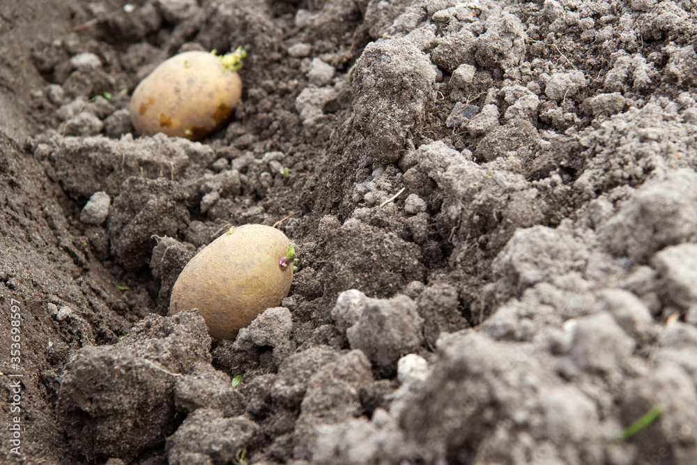 Sprouted potato tubers lie in a dug-out pit. It's planted in the spring.