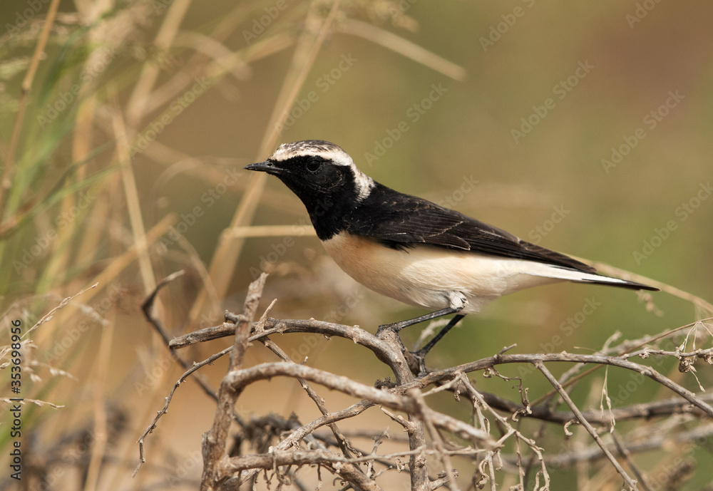 Fototapeta premium Pied wheatear perched on twig, Hamala, Bahrain