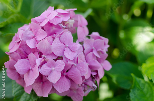 pink hydrangea