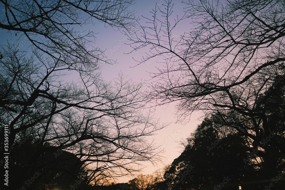 Beautiful orange and purple skies during sunset by the park at autumn season Beautiful orange and purple skies during sunset by the park at autumn season