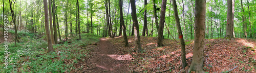 Waldpanorama Asse bei Wolfenbüttel