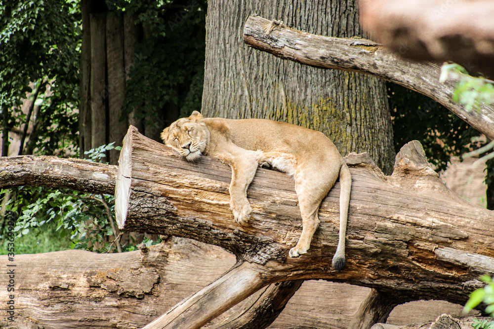 Löwe schläft auf Baumstamm