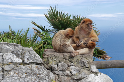Macaque Monkeys on a Rock Looking After a Small Monkey on a Sunny Day in Gibraltar, UK