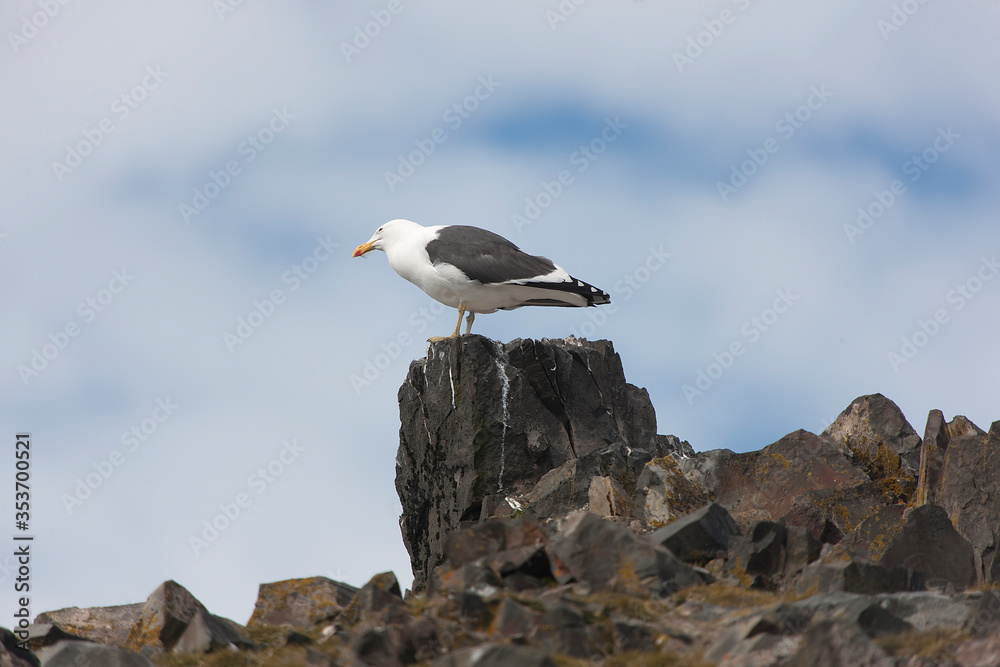 Antarctica gull close up on a sunny winter day Antarctica gull close up on a sunny winter day