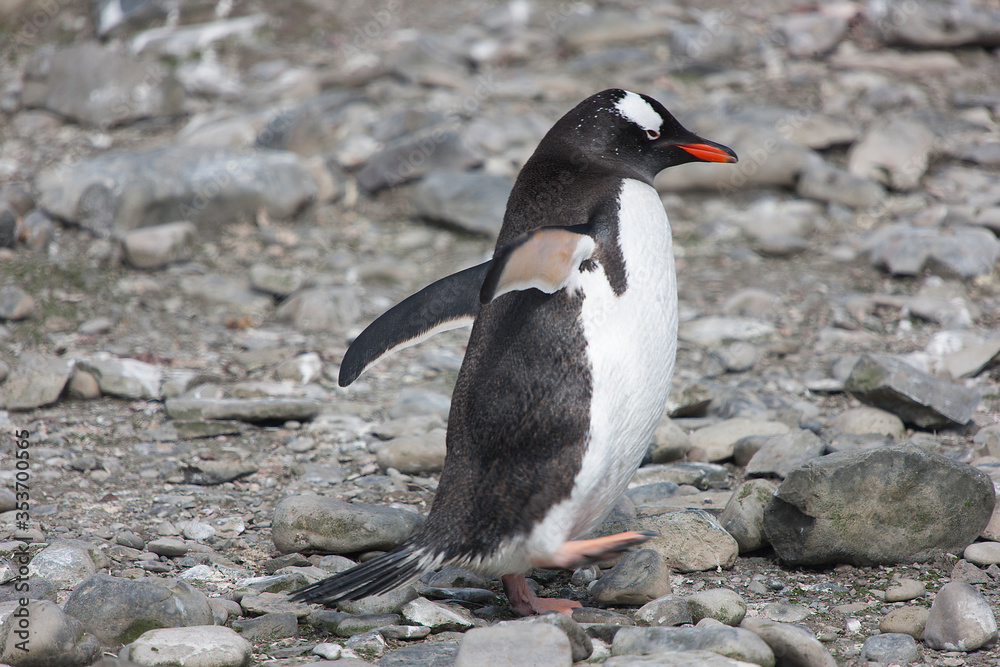 Naklejka premium Antarctic subantarctic penguin close up on a sunny winter day
