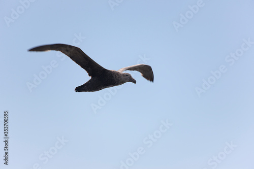 Antarctica albatross in flight close-up on a cloudy winter day