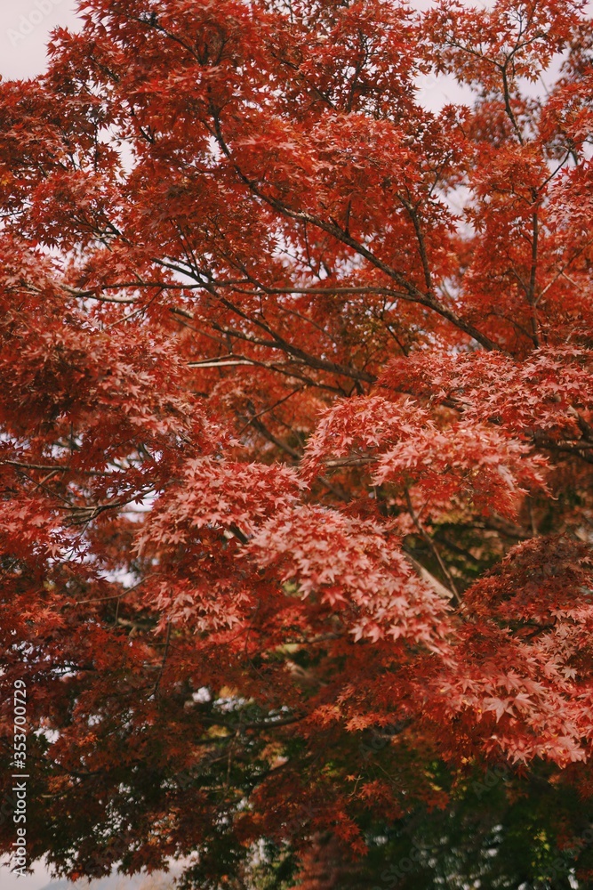 Vivid red color autumn tree leaves in Japan