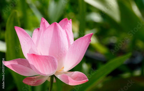 pink sacred lotus in a garden