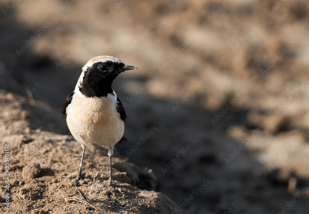Obraz premium Closeup of Black-eared Wheatear