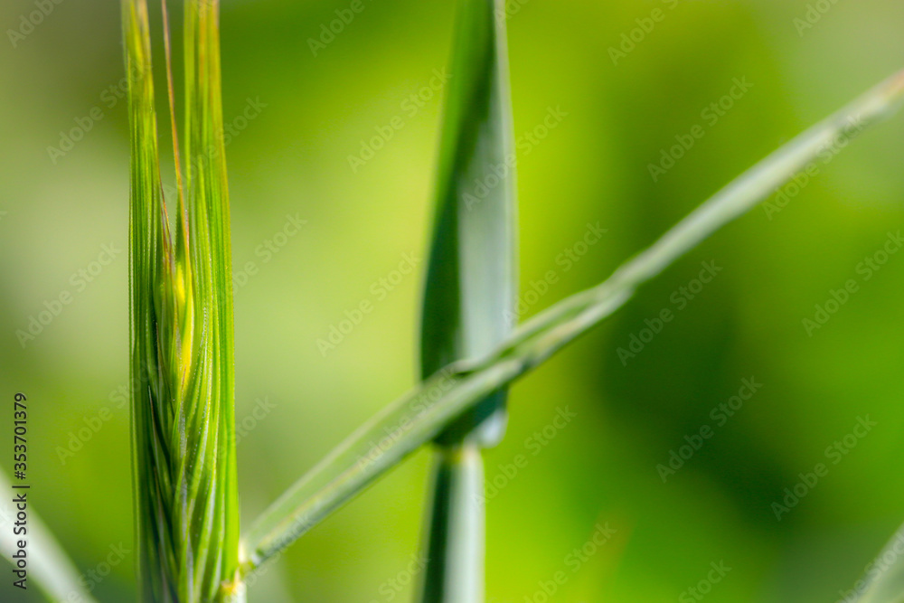 Obraz premium green bamboo leaves