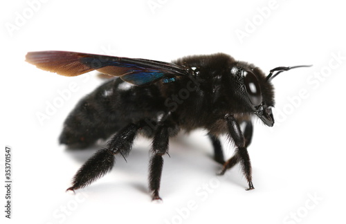 Xylocopa violacea, violet carpenter bee (Europe) isolated on white background