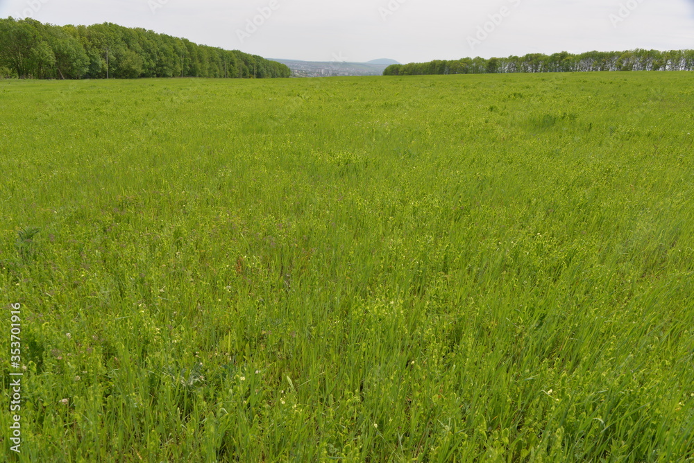 Fototapeta premium a vast green field of grain grows under the sun, planted in early spring