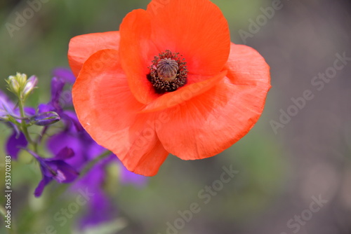 a beautiful red poppy grows by the side of fields in spring © MOZHINA