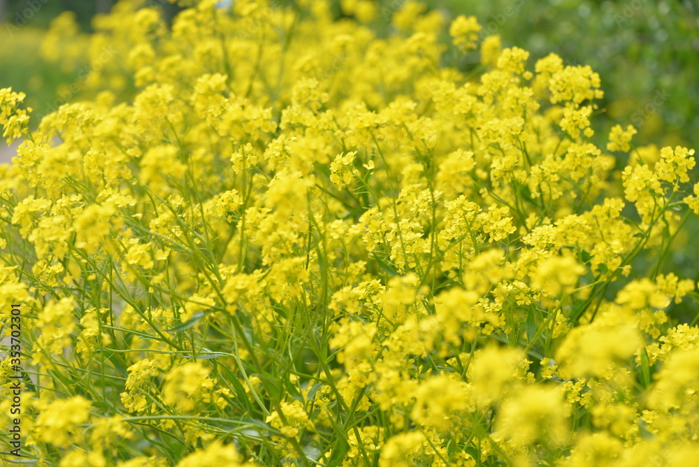the small yellow flowers of the rapeseed growing in the spring