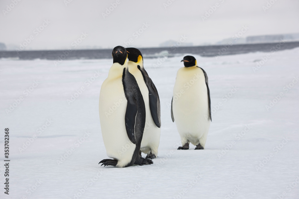 Fototapeta premium Antarctica emperor penguin close-up on a winter cloudy day