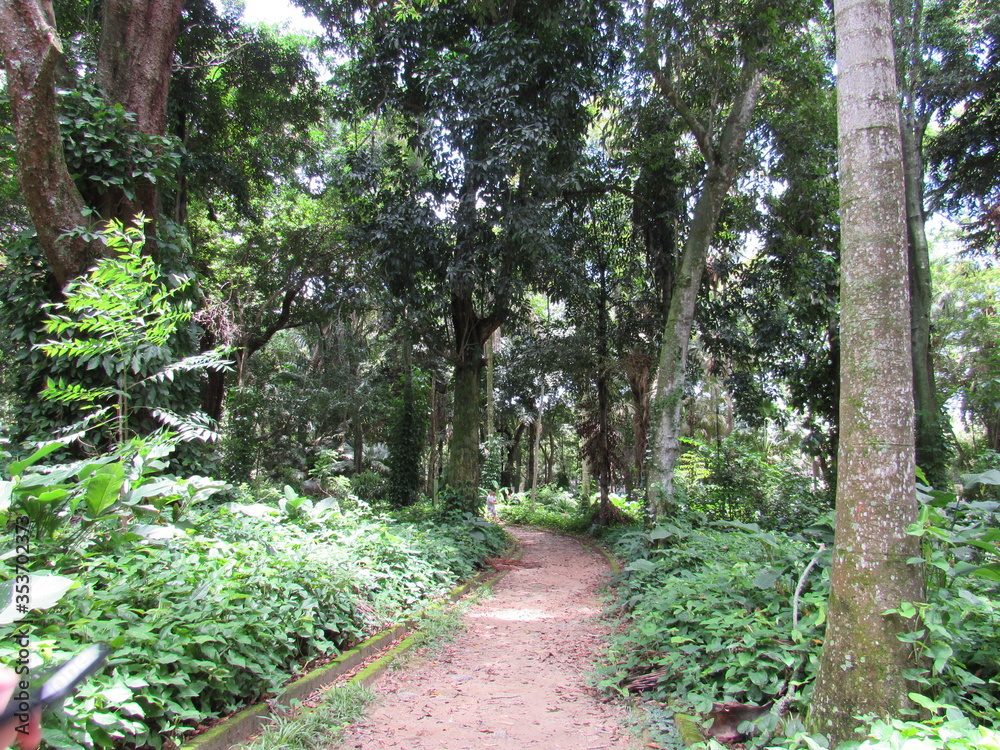 path in the garden