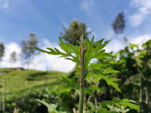 green grass and blue sky