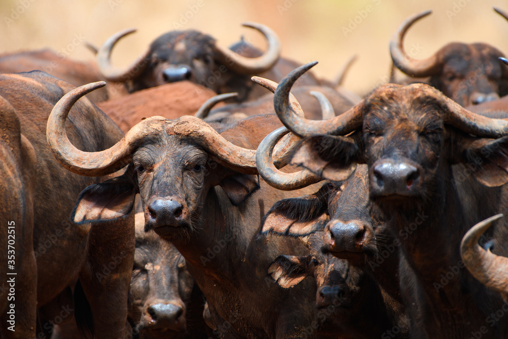 buffalo herd in the savannah buffalo herd in the savannah