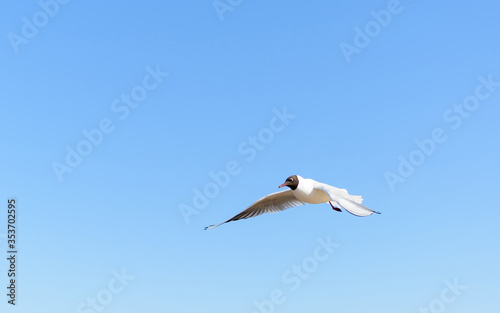 White seagull flying in bright blue sky  with its wings open. Black-headed gull  Chroicocephalus ridibundus  over Baltic sea. Skyscape background.