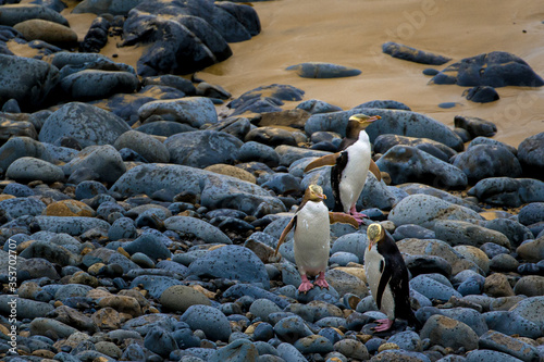 Gelbaugen Pinguin