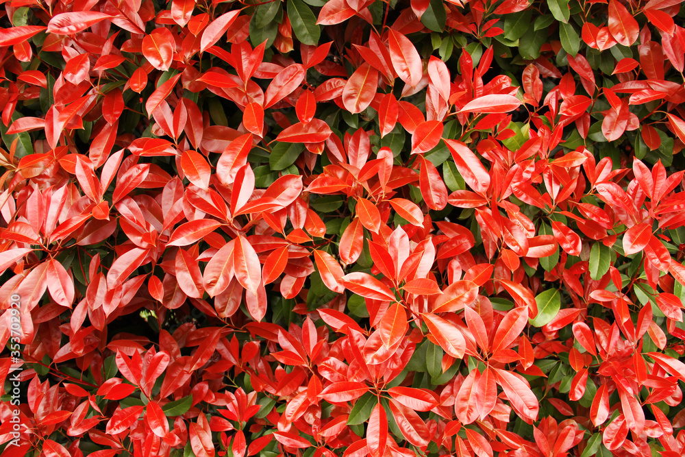 Red vivid flowers plant blooming in the garden Red vivid flowers plant blooming in the garden