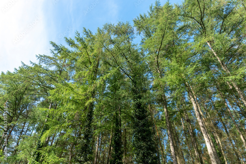 Fototapeta premium A Forest