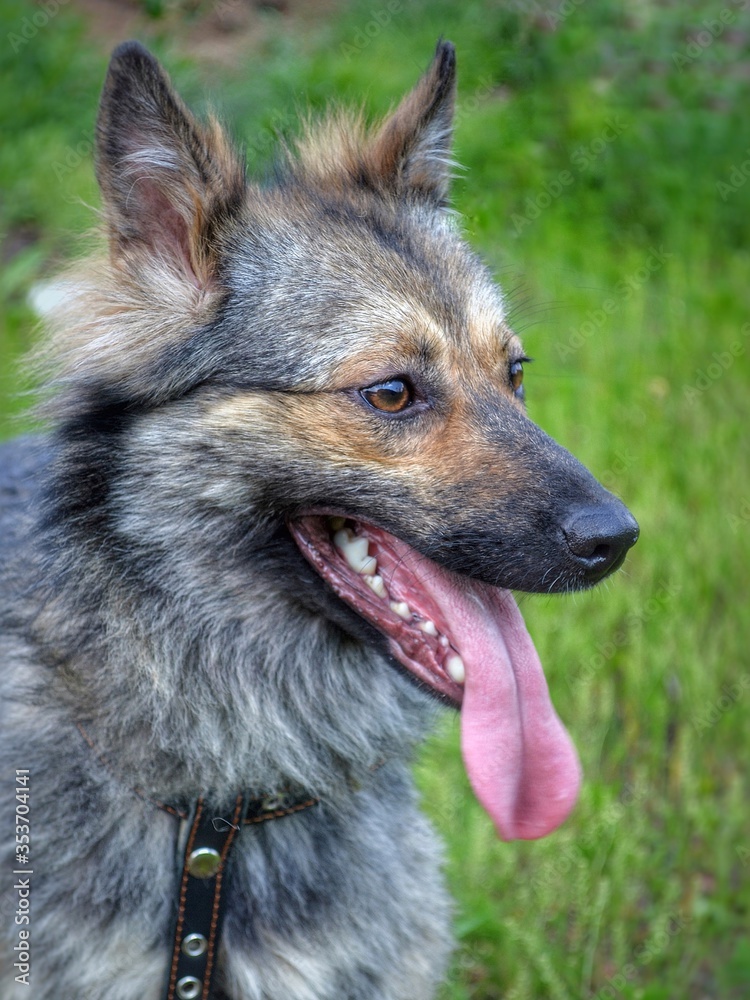 Profile portrait of a fluffy brown dog. Vertical format. Profile portrait of a fluffy brown dog. Vertical format.
