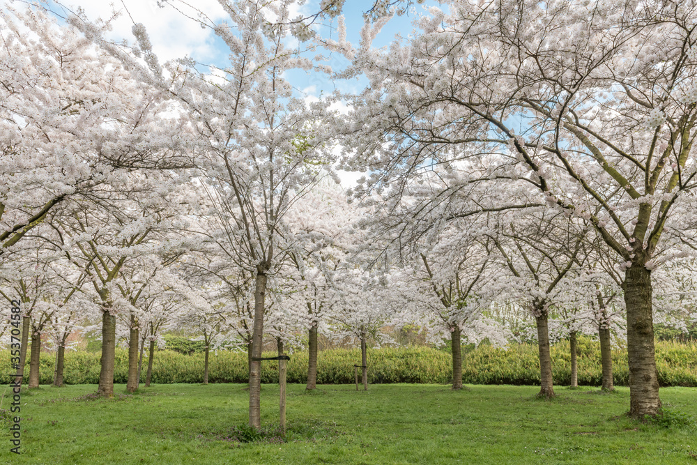 cherry blossom park in Amsterdam cherry blossom park in Amsterdam