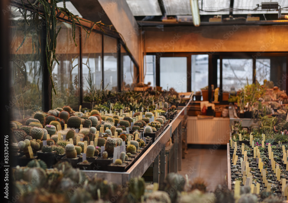 many different small cacti in pots (Cereus peruvianus, Cleistocactus straussii, Echinocereus pectinatus, Notocactus ottonis, Desert cacti.Gymnocalycium, Echinocereus,.Mammillaria) many different small cacti in pots (Cereus peruvianus, Cleistocactus straussii, Echinocereus pectinatus, Notocactus ottonis, Desert cacti.Gymnocalycium, Echinocereus,.Mammillaria)