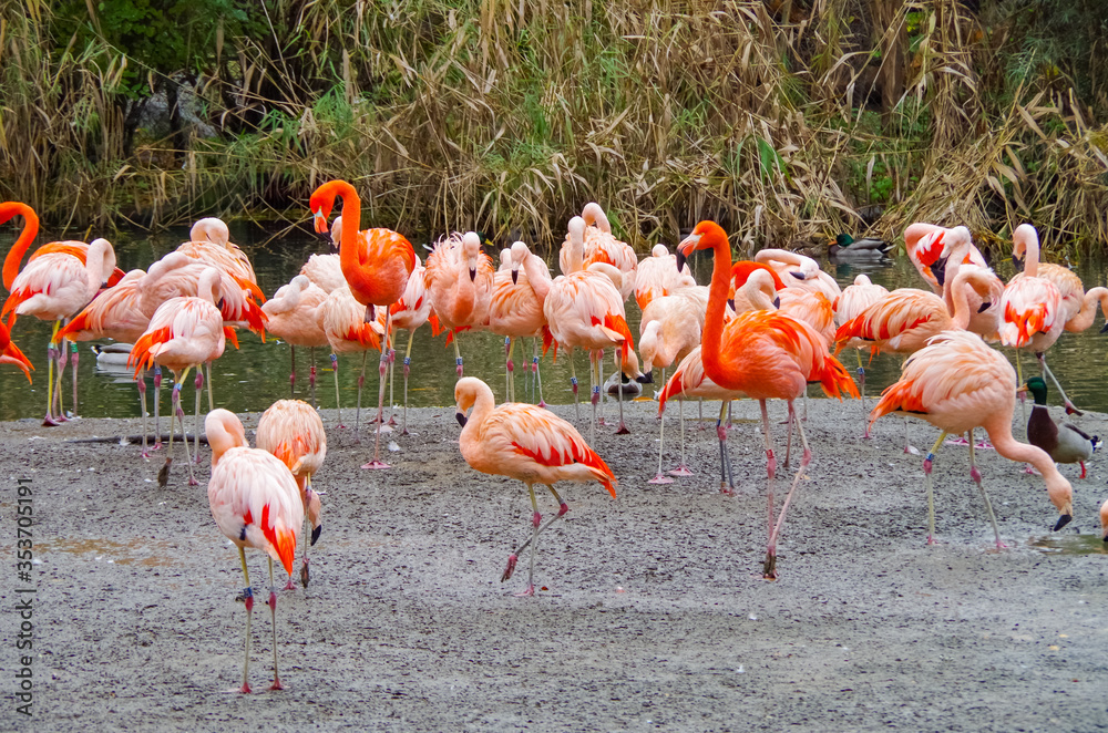 Flamingos, a group of pink flamingos birds walks on a sunny day Flamingos, a group of pink flamingos birds walks on a sunny day