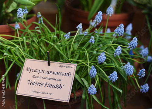 blue and purple fresh Muscari armeniacum in Botanical Garden of Moscow University 