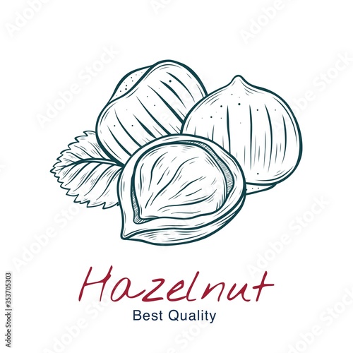 Vector sketch illustration of hazelnut, in shell and without. drawing isolated on white. Engraved style. natural business. Vintage, retro  object for menu, label, recipe, product packaging