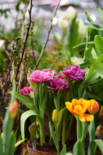 fresh terry pink and purple tulips Mascotte in Botanical Garden of Moscow University 