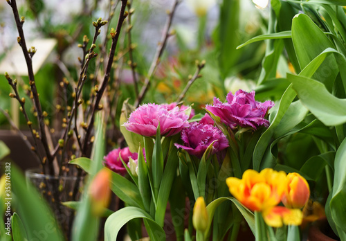 fresh terry pink and purple tulips Mascotte in Botanical Garden of Moscow University  Pharmacy Garden  or  Aptekarskyi ogorod 