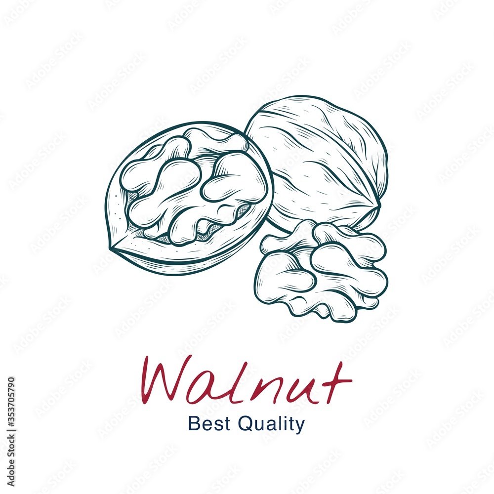 Vector sketch illustration of walnut, in shell and without. drawing isolated on white. Engraved style. natural business. Vintage, retro  object for menu, label, recipe, product packaging