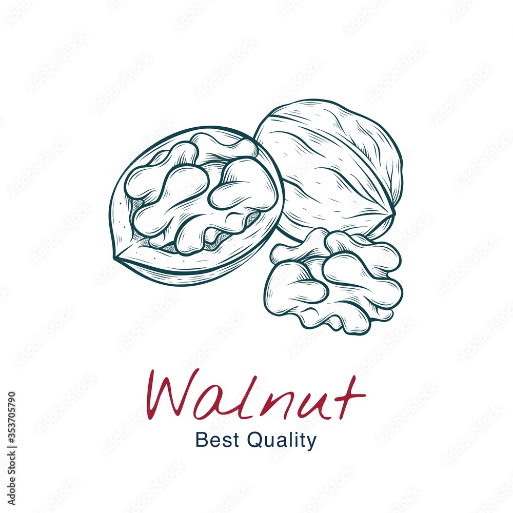 Vector sketch illustration of walnut, in shell and without. drawing isolated on white. Engraved style. natural business. Vintage, retro object for menu, label, recipe, product packaging Vector sketch illustration of walnut, in shell and without. drawing isolated on white. Engraved style. natural business. Vintage, retro object for menu, label, recipe, product packaging