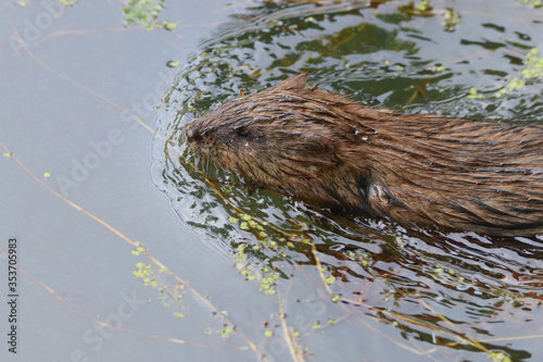 Musk rat in water © Ray