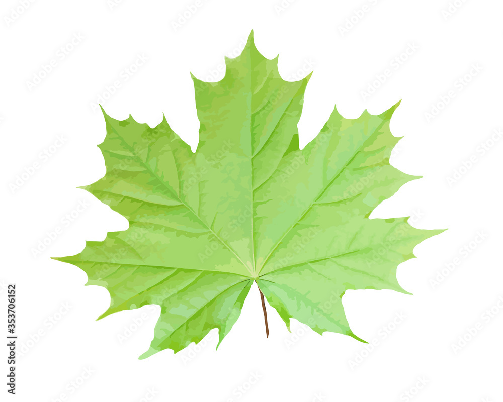 Green maple leaf isolated on white background Vector illustration. Green maple leaf isolated on white background Vector illustration.