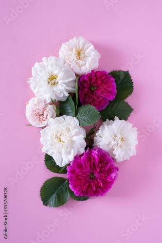 Beautiful white and crimson garden roses on a pink background © akisha