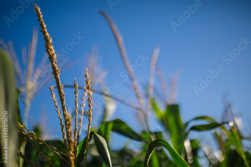 corn on the cob, corn yellow, milho amarelo, plantação de milho, milho na espiga, espiga de milho