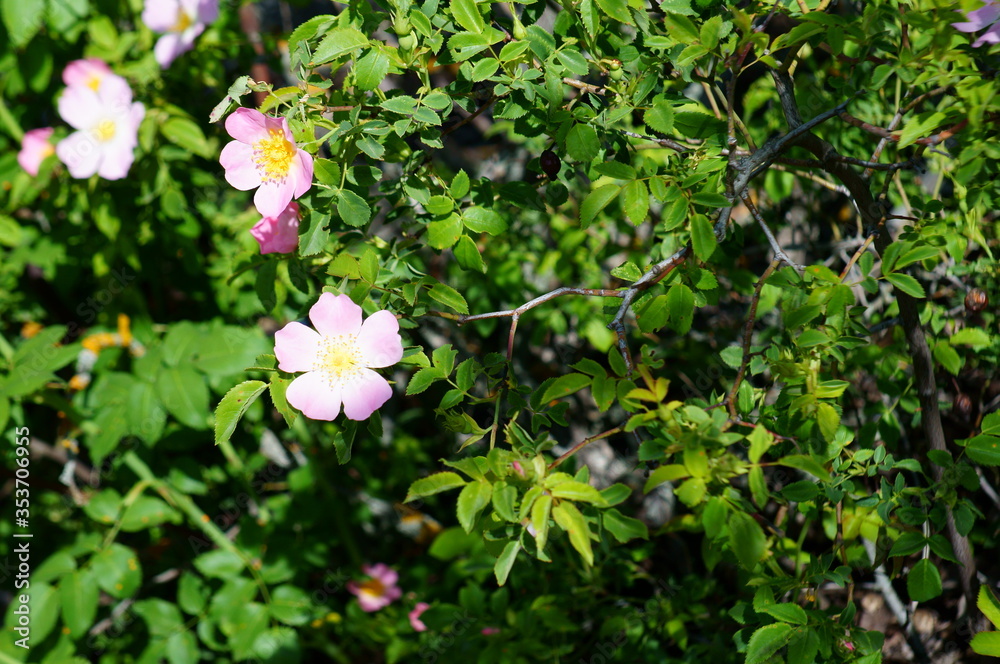 Blooming pink wild rose in nature. Flower landscape. Blooming pink wild rose in nature. Flower landscape.