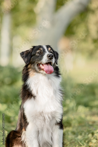 Beautiful australian shepherd (aussie) dog